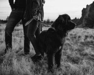 black and white photoshoot of dog with owners engagement shoot smith rock